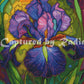 Nettie’s Garden ~ Purple Iris by RomantzArt