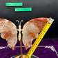 Fire Quartz Butterfly Wings