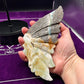 Large Caribbean Calcite Butterfly Wings